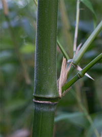 Bambus-Duesseldorf Düsseldorf Halmdetail von Phyllostachys viridiglaucescens mit der typischen Bemehlung