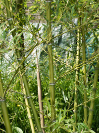 Bambus-Duesseldorf Halmdetailansicht von Phyllostachys parvifolia mit dem charakteristische Halmreif unterhalb der Nodie