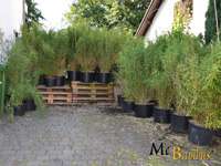 Bambus-Duesseldorf Fargesia murielae Jumbo - Pflanzenhhe 140 cm