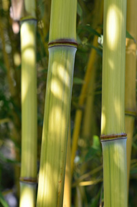 Bambus-Duesseldorf Düsseldorf Detailansicht vom Bambushalm Phyllostachys aureosulcata harbin inversa