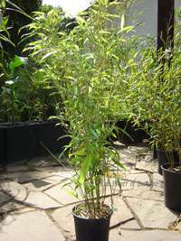 Bambus-Duesseldorf Phyllostachys Mannii Hhe ca. 80 cm