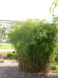 Bambus-Duesseldorf Fargesia jiuzhaigou Hain - Jade Bambus