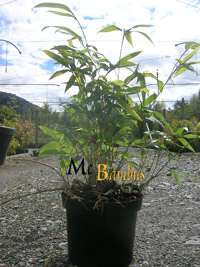 Bambus-Duesseldorf Phyllostachys Tip Top varioauriculata: Lieferhhe: ca. 60 cm