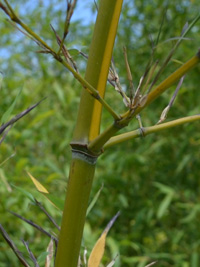 Bambus-Duesseldorf Halmanischt vom Bambus Phyllostachys arcana Luteosulcata