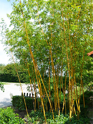 Bambus-Duesseldorf Düsseldorf Aufnahme von Phyllostachys vivax aureocaulis