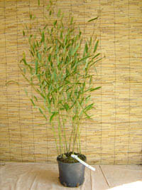 Bambus-Duesseldorf Phyllostachys heteroclada - Wasserbambus