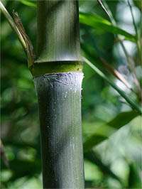 Bambus-Duesseldorf Phyllostachys atrovaginata - Detailansicht Halm nach dem Austrieb