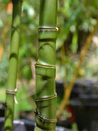 Bambus-Duesseldorf Halmansicht Phyllostachys aurea mit den typischen Knoten