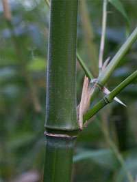 Bambus-Duesseldorf Halmdetail von Phyllostachys viridiglaucescens mit der typischen Bemehlung