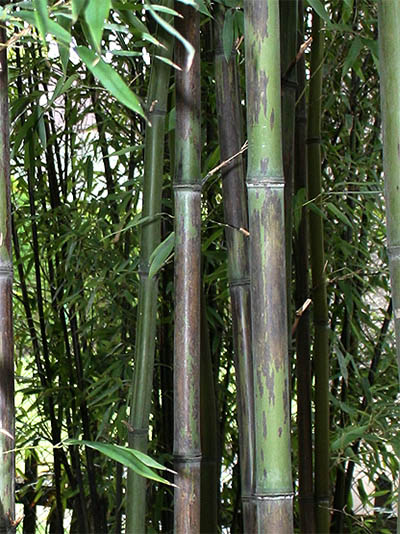 Bambus-Duesseldorf Bambushain mit Phyllostachys nigra Boryana
