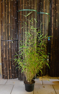 Bambus-Duesseldorf Düsseldorf Bambus Fargesia  - mit 80 cm Lieferhöhe
