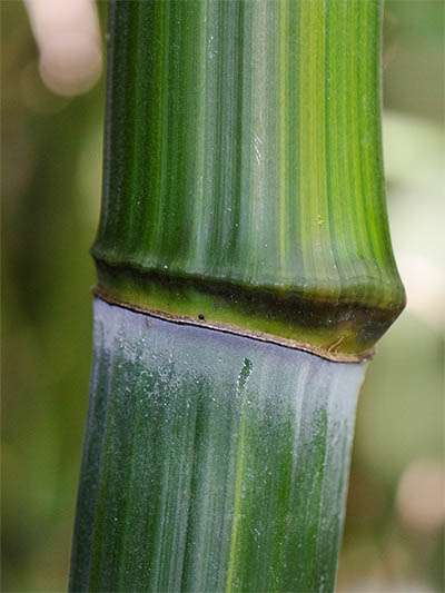 Bambus-Duesseldorf Detailansicht vom Bambushalm Phyllostachys aureosulcata harbin