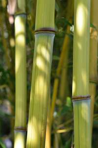 Bambus-Duesseldorf Detailansicht vom Bambushalm Phyllostachys aureosulcata harbin inversa