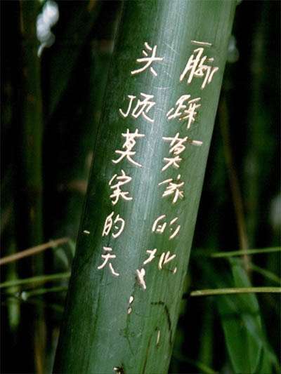 Bambus-Duesseldorf Phyllostachys pubescens Moso - Hhe in Deutschland bis 7 Meter