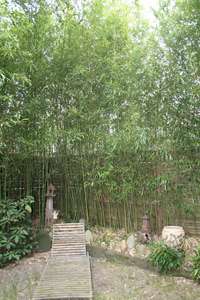Bambus-Duesseldorf: Phyllostachys bissetii - Ort: Dsseldorf