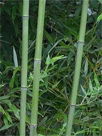 Produkt: Bambus-Duesseldorf Phyllostachys bissetii