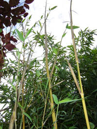 Bambus-Duesseldorf: frischer Halmaustrieb von Phyllostachys bambusoides Castilloni im Mai - Ort: Dsseldorf
