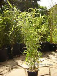 Bambus-Duesseldorf: Phyllostachys Mannii Hhe ca. 80 cm - Ort: Dsseldorf
