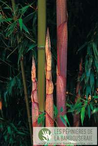 Bambus-Duesseldorf: Halmansicht von Phyllostachys Mannii - Ort: Dsseldorf
