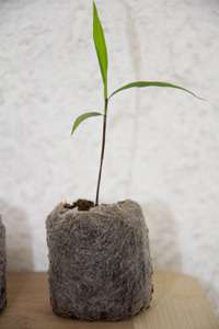 Bambus-Duesseldorf: Phyllostachys pubescens edulis - Moso - Riesenbambus - Ort: Dsseldorf