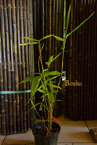 Bambus-Duesseldorf: Phyllostachys pubescens edulis - Moso - Riesenbambus - Ort: Düsseldorf