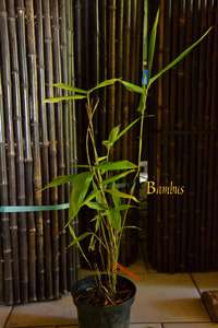 Bambus-Duesseldorf: Phyllostachys pubescens Moso - Hhe in Deutschland bis 7 Meter - Ort: Dsseldorf