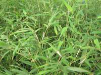 Bambus-Duesseldorf: Phyllostachys bissetii - Ort: Dsseldorf