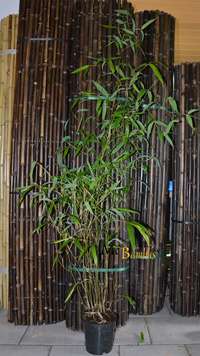 Bambus-Duesseldorf: Phyllostachys atrovaginata - Hhe 150 cm - Ort: Dsseldorf