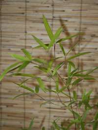 Produkt: Bambus-Duesseldorf Phyllostachys decora