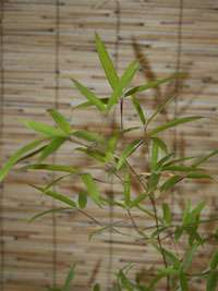 Bambus-Duesseldorf: Phyllostachys decora - Ort: Dsseldorf