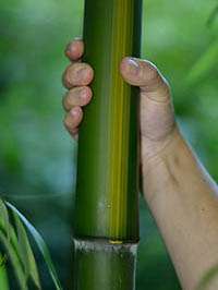 Bambus-Duesseldorf: Aufnahme von Phyllostachys vivax huangwenzhu - Ort: Dsseldorf