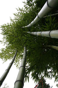 Bambus-Duesseldorf: Detailansicht vom Phyllostachys vivax huangwenzhu - Ort: Düsseldorf