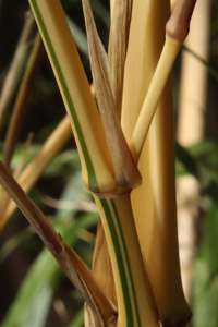 Bambus-Duesseldorf: Detailansicht vom Halm Phyllostachys vivax aureocaulis - Ort: Dsseldorf