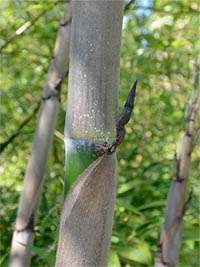 Bambus-Duesseldorf: Halmaustrieb von Phyllostachys Nigra Henonis - Ort: Dsseldorf