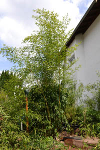 Bambus-Duesseldorf: Phyllostachys aureosulcata Spectabilis - Ort: Düsseldorf