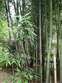Bambus-Duesseldorf: Bambushain mit Phyllostachys nigra Boryana - Ort: D�sseldorf