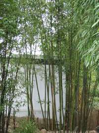 Bambus-Duesseldorf: Bambushain Phyllostachys nigra Boryana - Ort: D�sseldorf