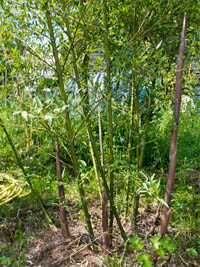 Bambus-Duesseldorf: Phyllostachys parvifolia - Ort: Düsseldorf