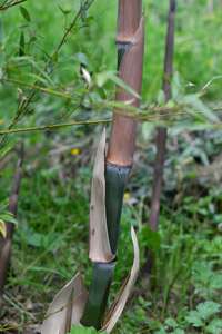 Bambus-Duesseldorf: Der Halmaustrieb von Phyllostachys parvifolia beginnt von Mitte Mai bis Ende Juni - Ort: Dsseldorf