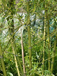 Bambus-Duesseldorf Halmdetailansicht von Phyllostachys parvifolia mit dem charakteristische Halmreif unterhalb der Nodie