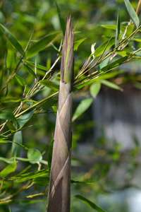 Bambus-Duesseldorf: Frische Halmspitze von Phyllostachys parvifolia im Mai - Ort: Dsseldorf
