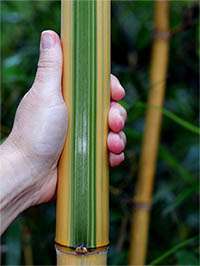 Produkt: Bambus-Duesseldorf Phyllostachys vivax Huangwenzhu Inversa