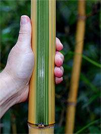 Bambus-Duesseldorf: Halmdetail von Phyllostachys vivax Huangwenzhu Inversa - Ort: Dsseldorf