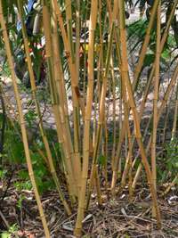 Bambus-Duesseldorf: Phyllostachys vivax Huangwenzhu Inversa Hain nach 3 Jahren - Ort: D�sseldorf