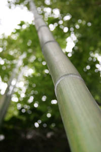 Bambus-Duesseldorf: Phyllostachys vivax McClure - Ort: Düsseldorf