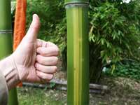 Bambus-Duesseldorf: Wachstum der Freude macht - Phyllostachys vivax Huangwenzhu - 8 cm Halmdurchmesser - Ort: Dsseldorf