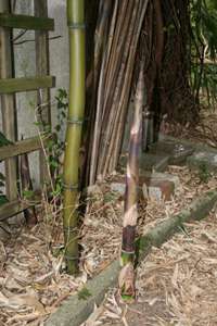 Bambus-Duesseldorf: Halmaustrieb im Mai 2008 Phyllostachys - Ort: Dsseldorf