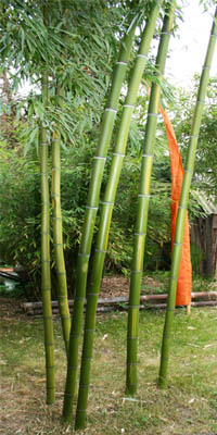 Bambus-Duesseldorf: Phyllostachys - gedüngt mit Mc-Bambus Dünger - Ort: Düsseldorf