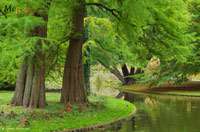 Produkt: Bambus-Duesseldorf Urwelt-Mammutbaum - Metasequoia glyptostroboides