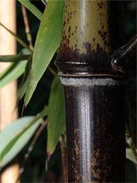 Produkt: Bambus-Duesseldorf Phyllostachys Nigra